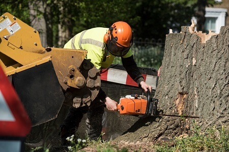 an-arborist-using-a-chainsaw-for-the-final-cut-to-remove-a-tree-stump